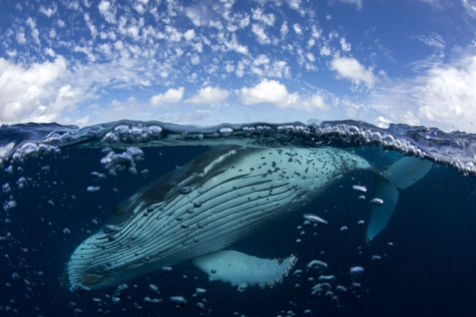 Whales, whales and more whales