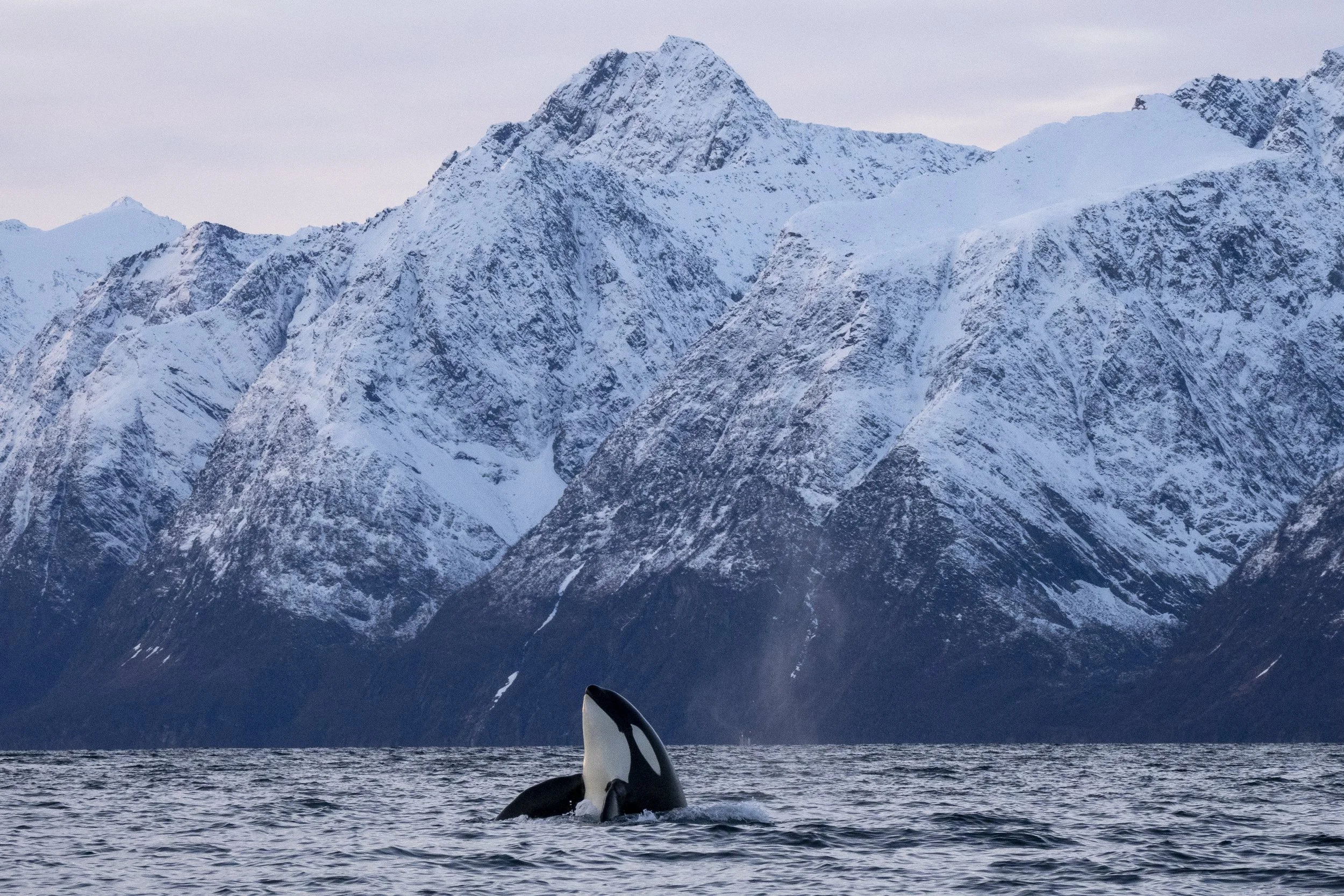 Snorkeling with Orcas in Norway Jan 2018 (2 Spaces left on this tour)