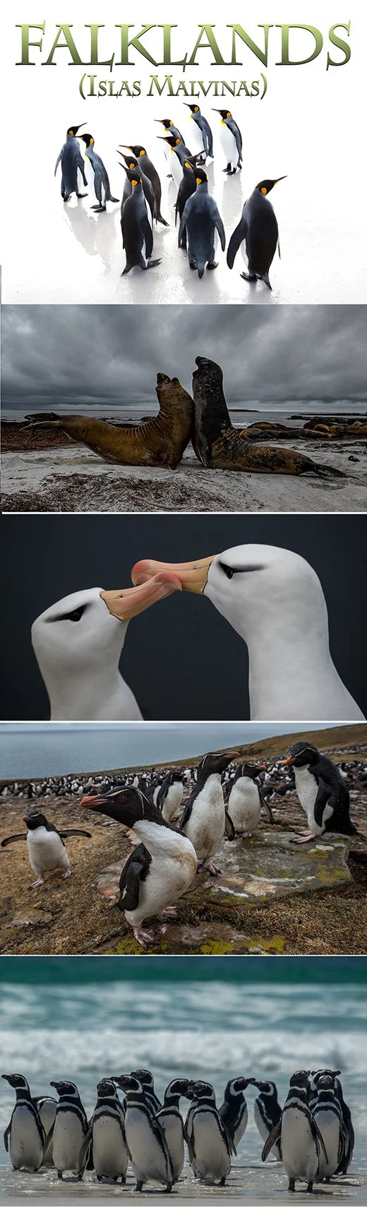 Falkland Islands Wildlife Photography Trip February 2018 (Fully Booked)
