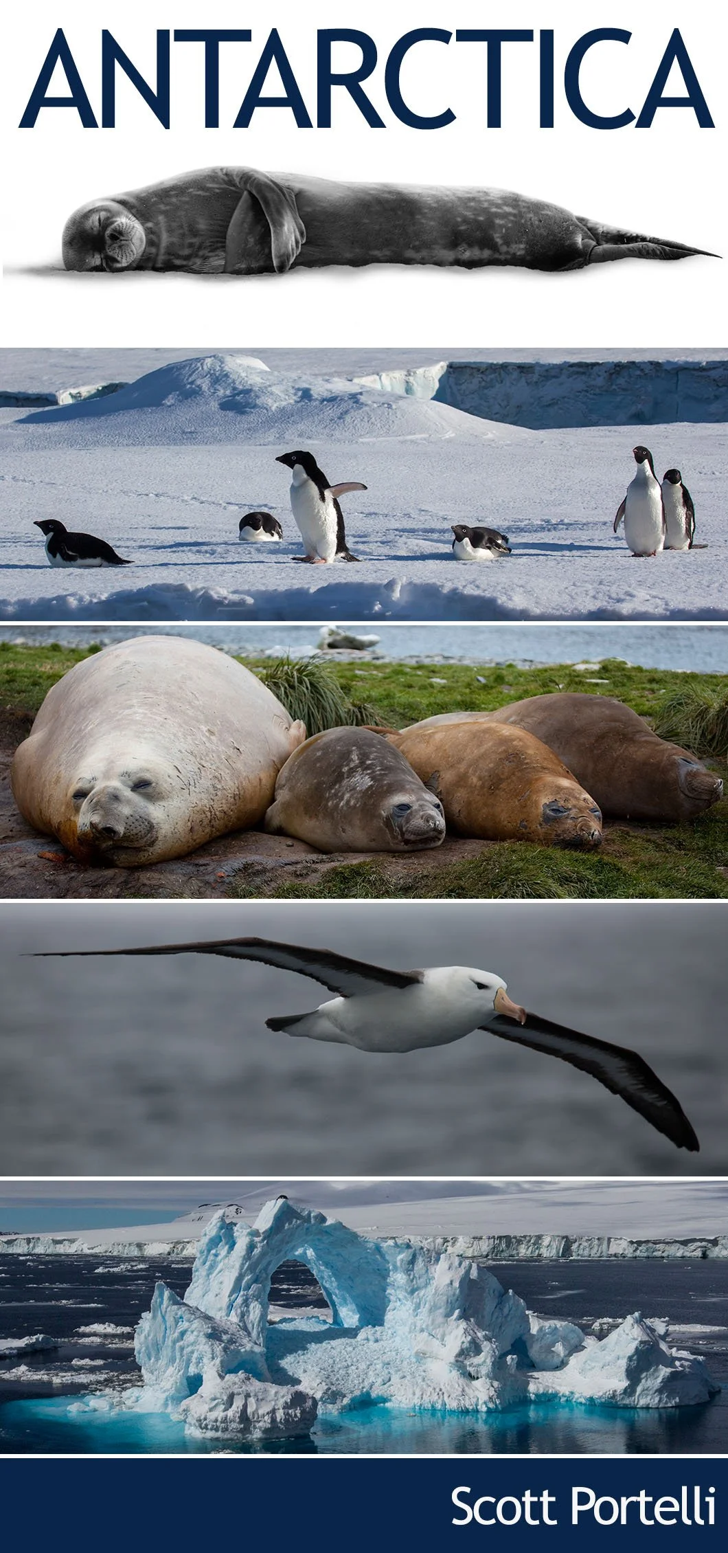 ANTARCTICA 2018 – In the Footsteps of Shackleton (2 spaces left on this tour)