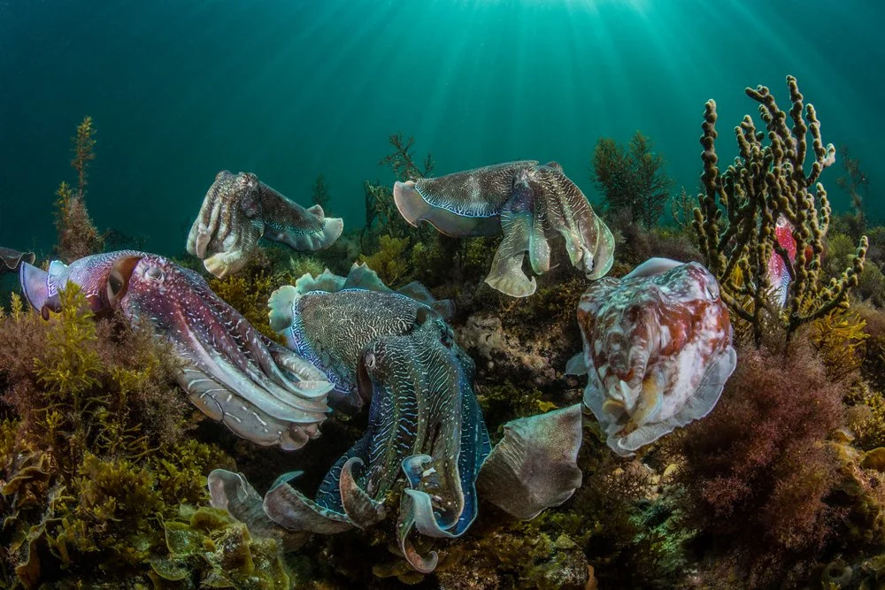 Australian National Winner at the Sony World Photography Awards 2016