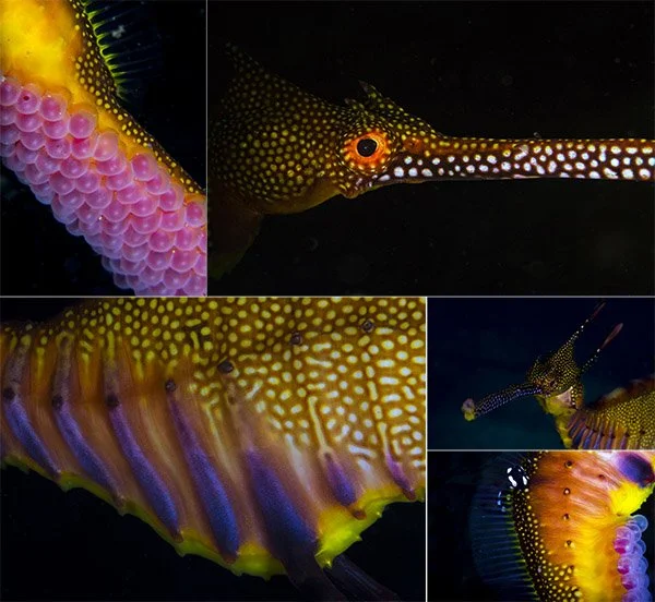 Weedy Seadragon Tours and Private Guiding