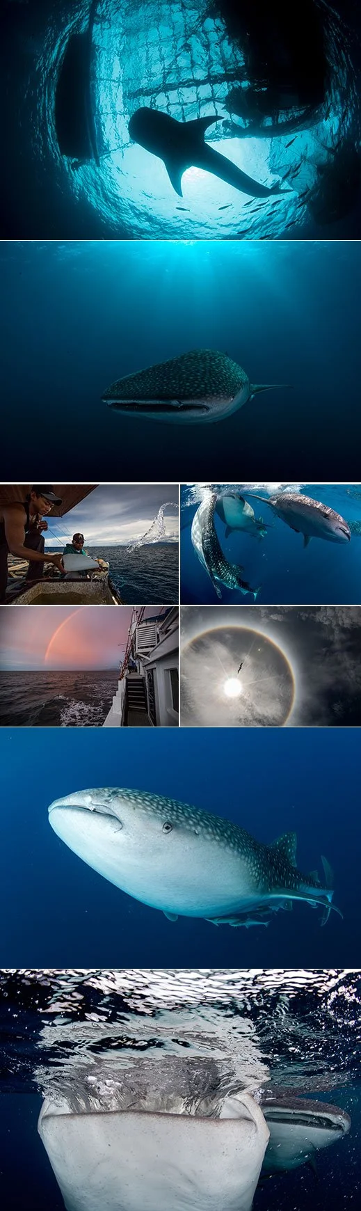 The Hunger: Whale Sharks in Cendrawasih Bay