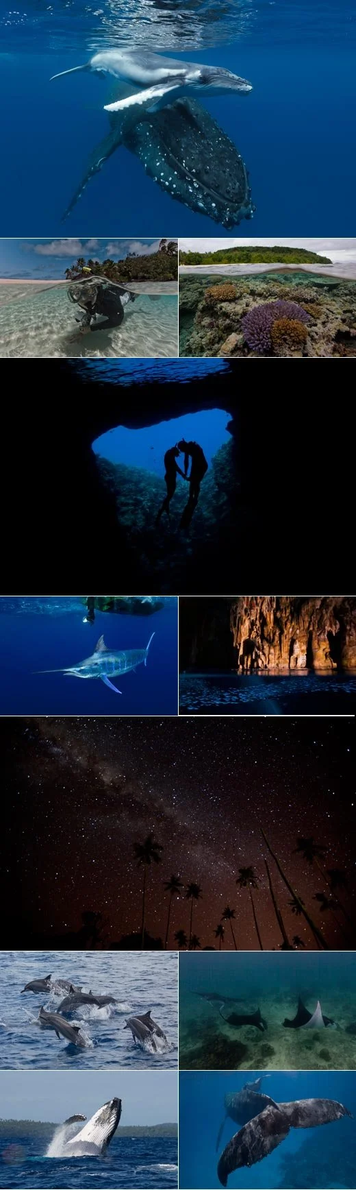 Tonga Whale Swim 2013 Season: Amazing Surprise Wildlife Encounters