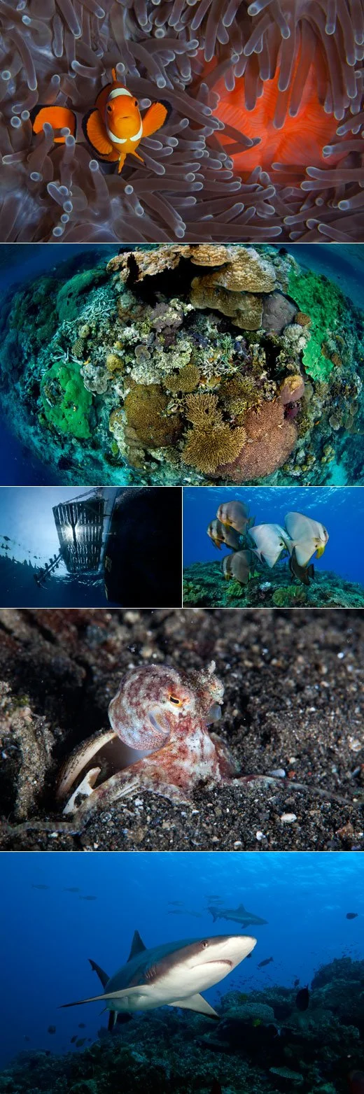 Diving in Papua New Guinea