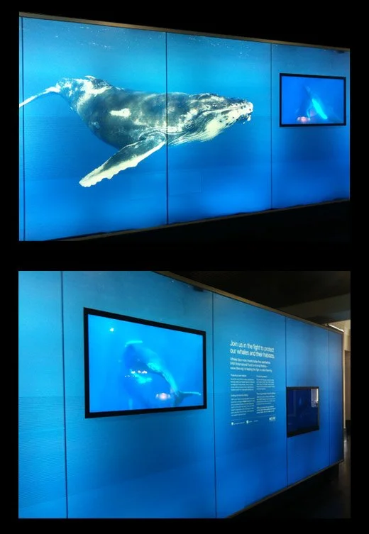 “We’re for Whales” Photographic Exhibition at Customs House