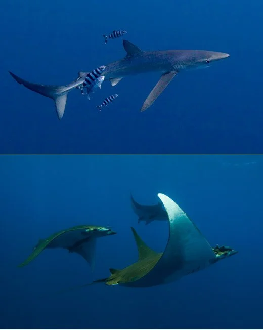 Blue Shark, Mako &amp; Mobula Ray Tour 2016
