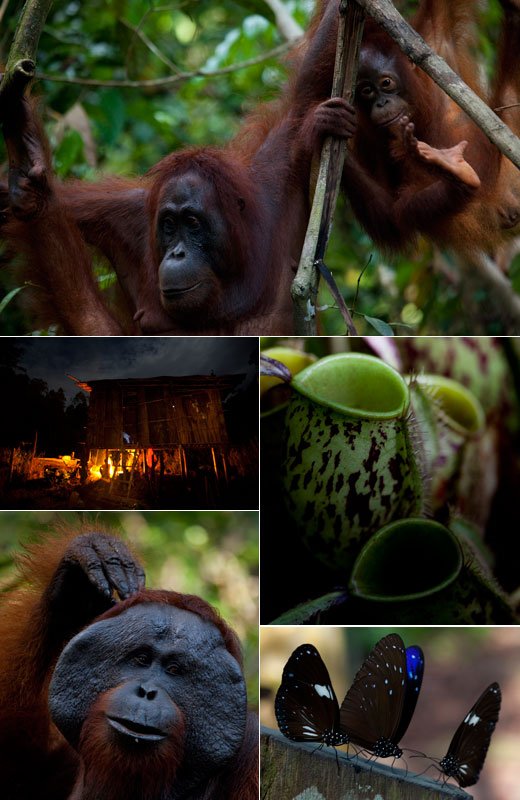 Jungle Trekking in Borneo