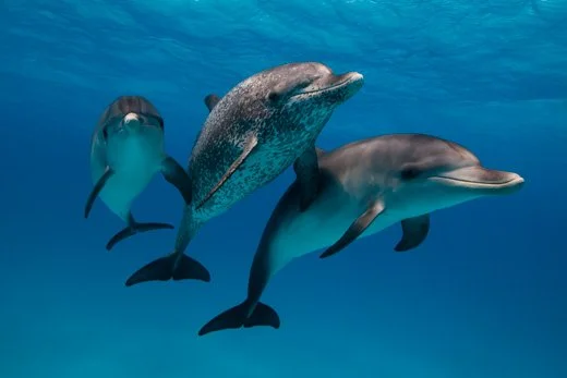 Manatees, Dolphins and Sharks – Bahamas and Florida