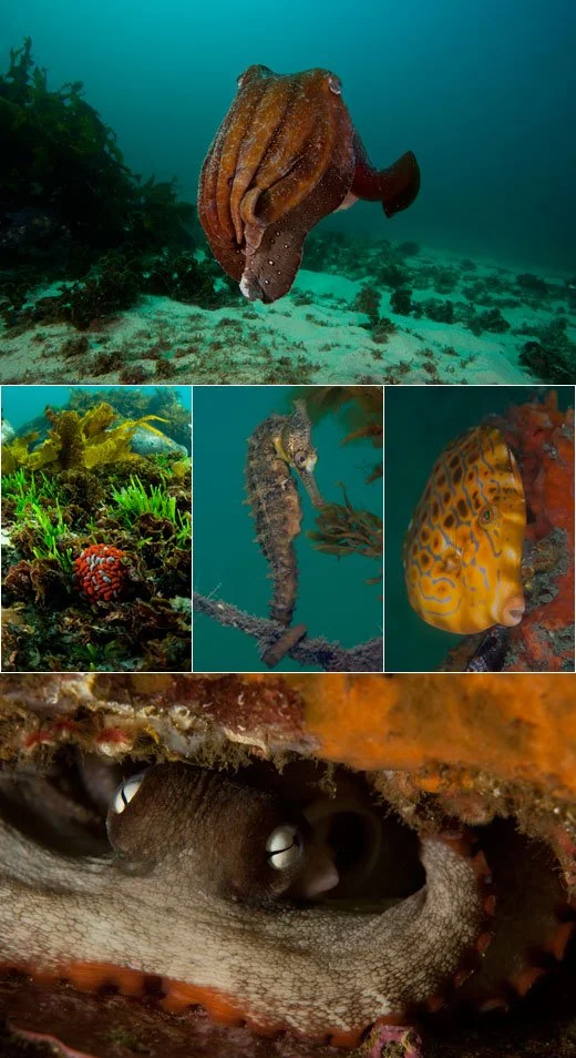 Diving Sydney – Underwater Photography In My Backyard