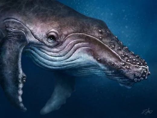 Humpback Inspired Artwork