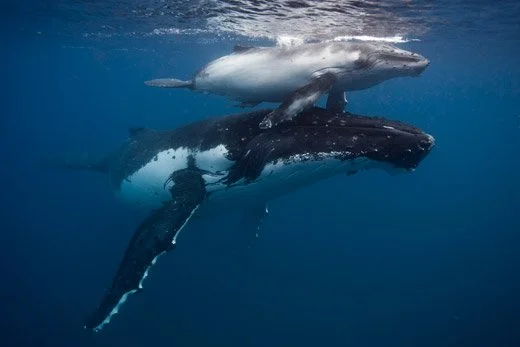 Humpback Whale Tours in Tonga 2016