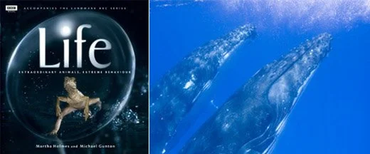 BBC Life Series uses one of my Whale Photos from Tonga