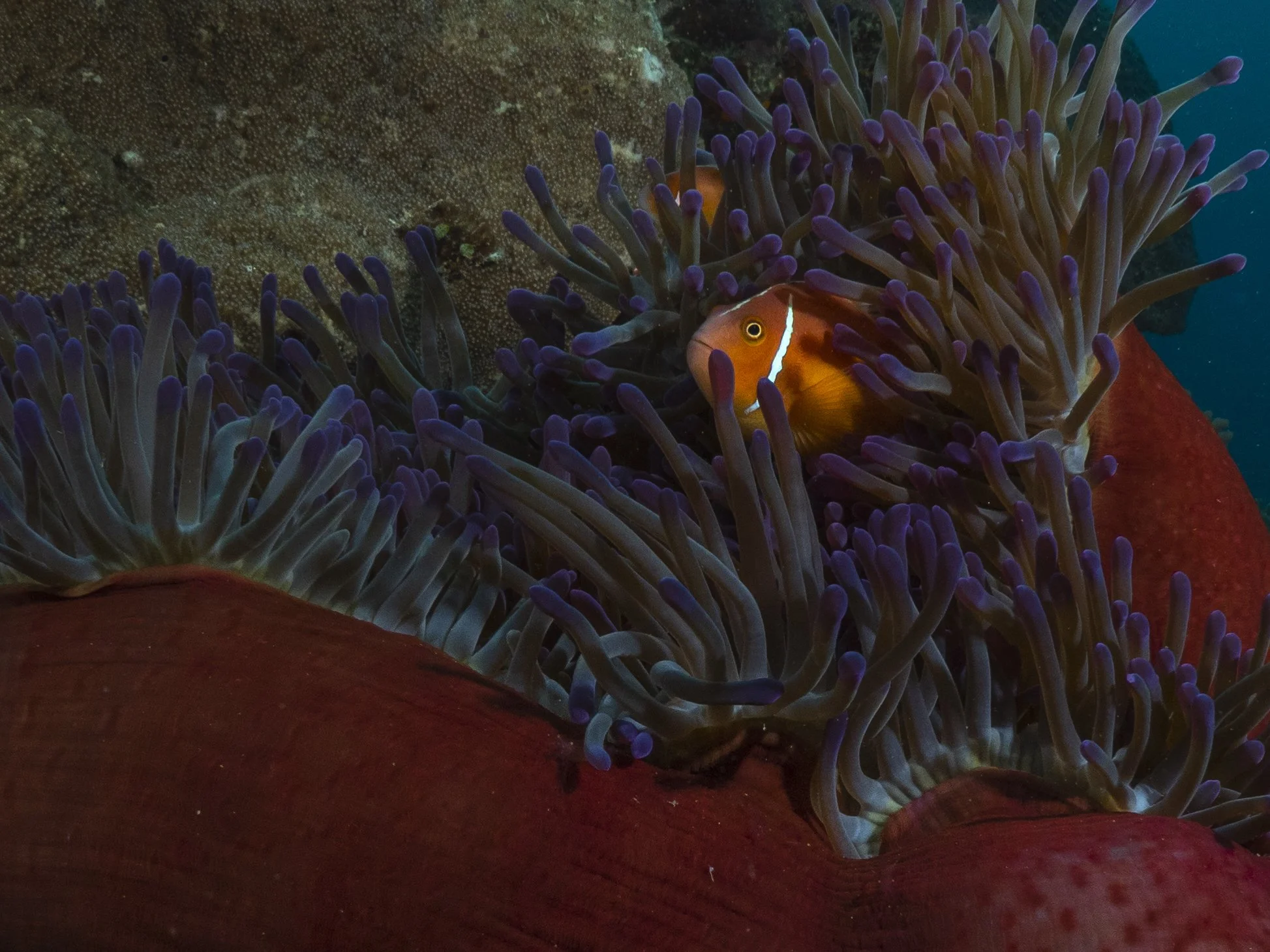 clown fish swimming in coral reef in great barrier reef