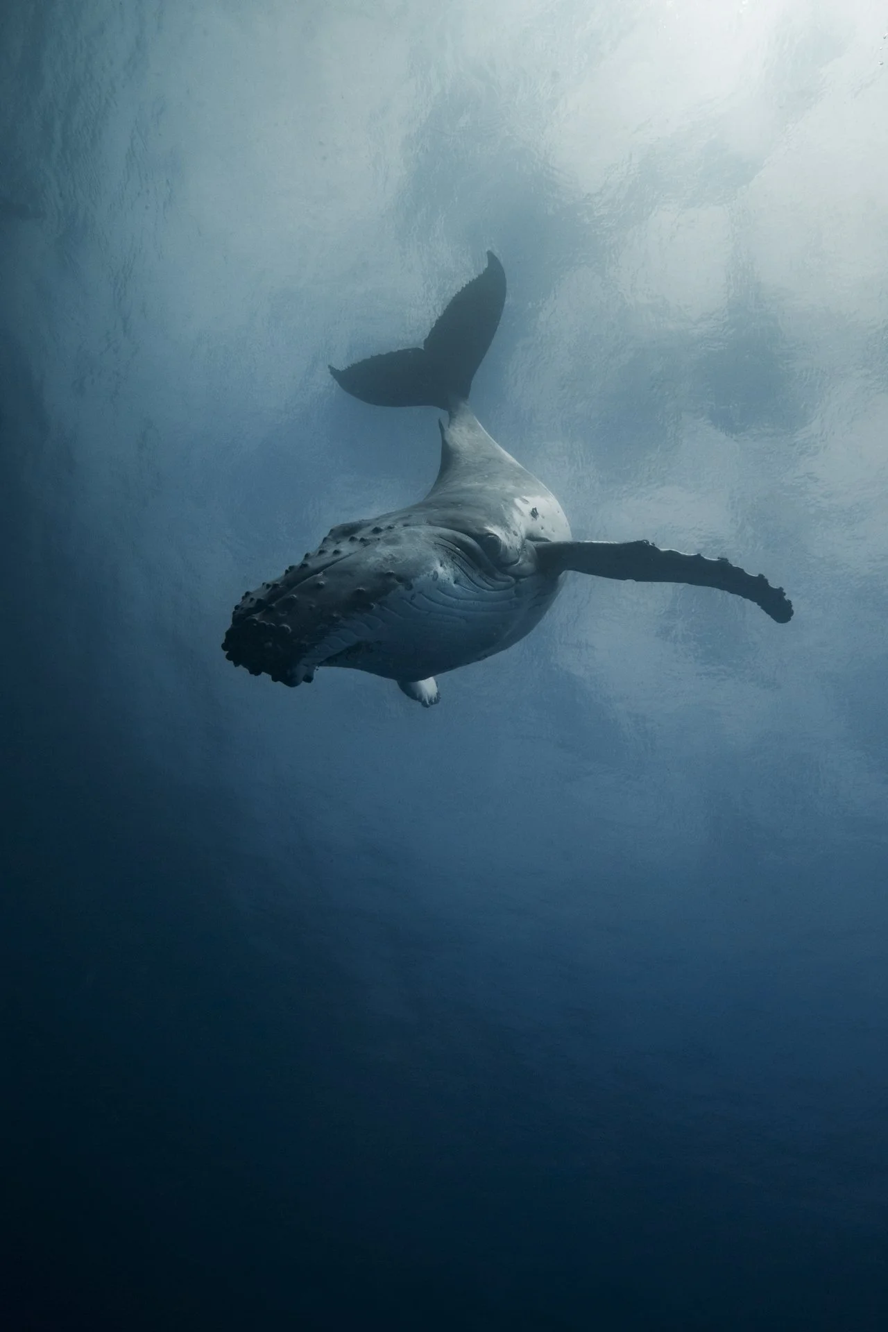 Humpback whale swimming beneath the crystal-clear waters of Tonga.