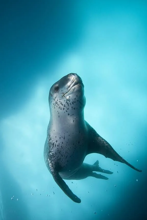 A seal swimming underwater.