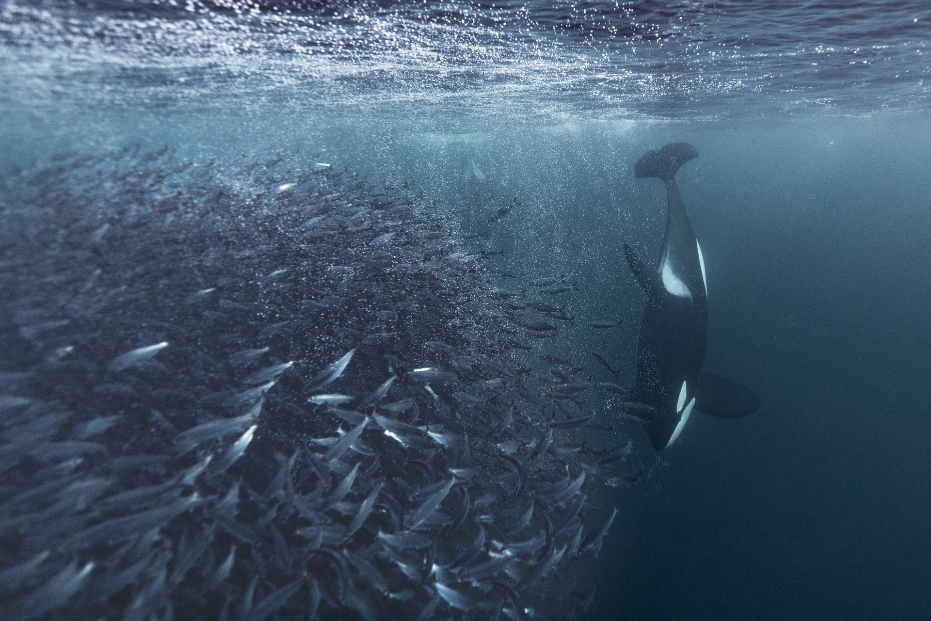 Orcas hunting a bait ball of herring beneath the waters of Northern Norway.