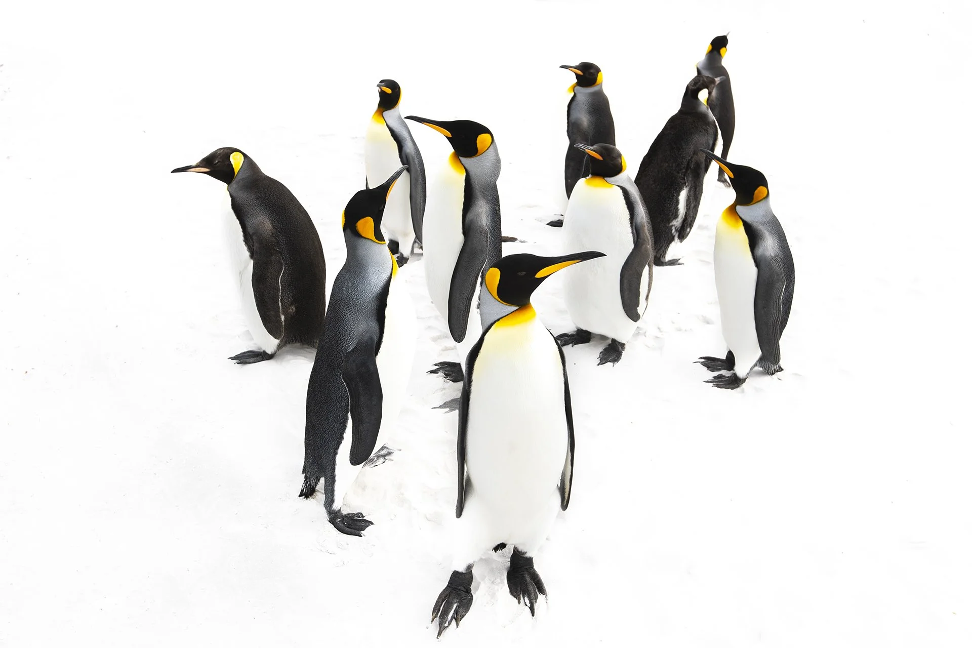 King penguin colony gathered on the snow in South Georgia.