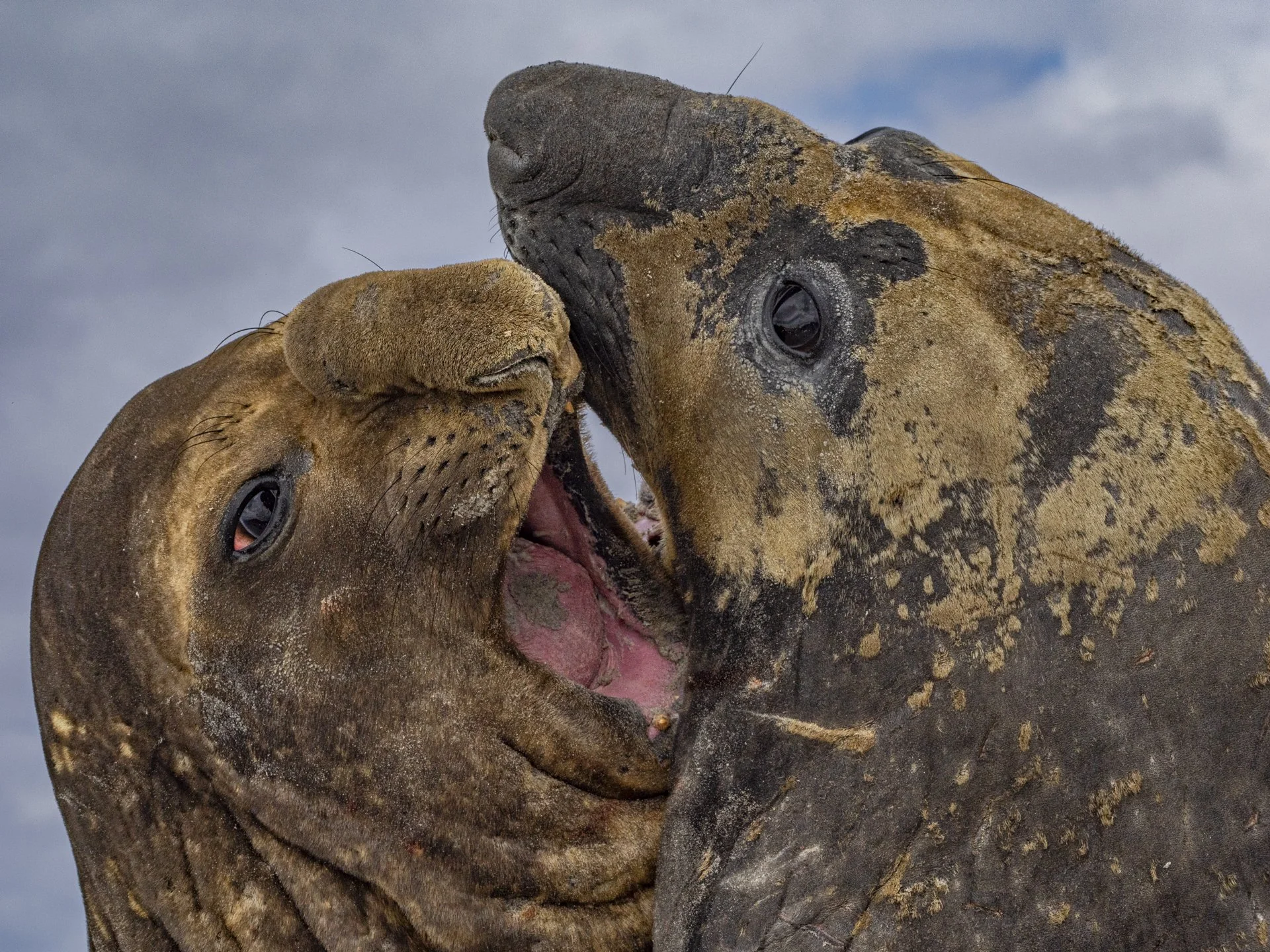 Southern elephant seals displaying territorial behaviour in the Falkland Islands.
