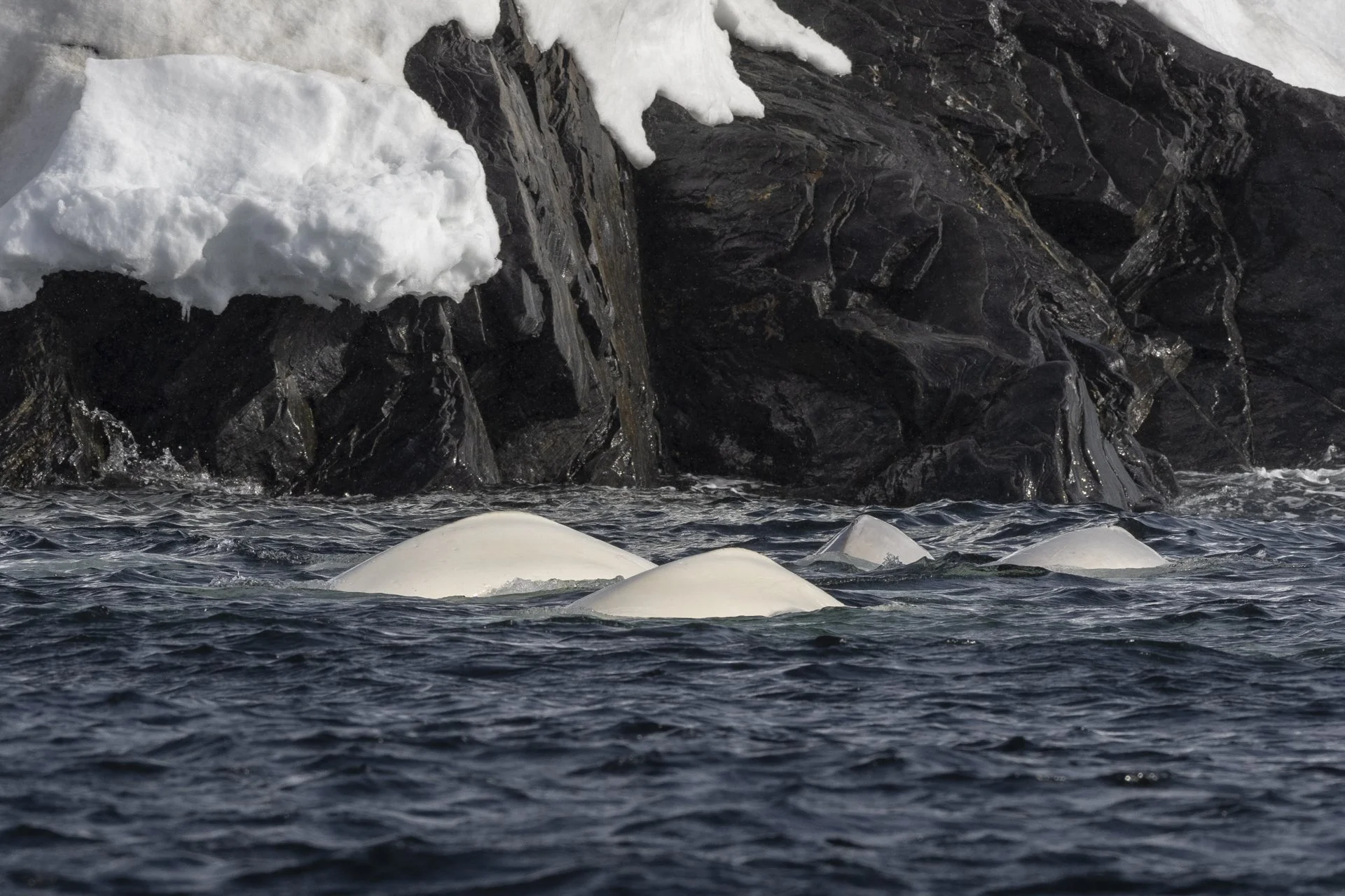 Icebergs floating in cold ocean water with dark, snow-covered rocks in the background.
