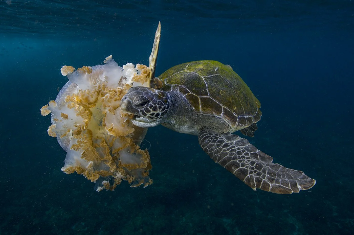A sea turtle swimming underwater with a jellyfish.