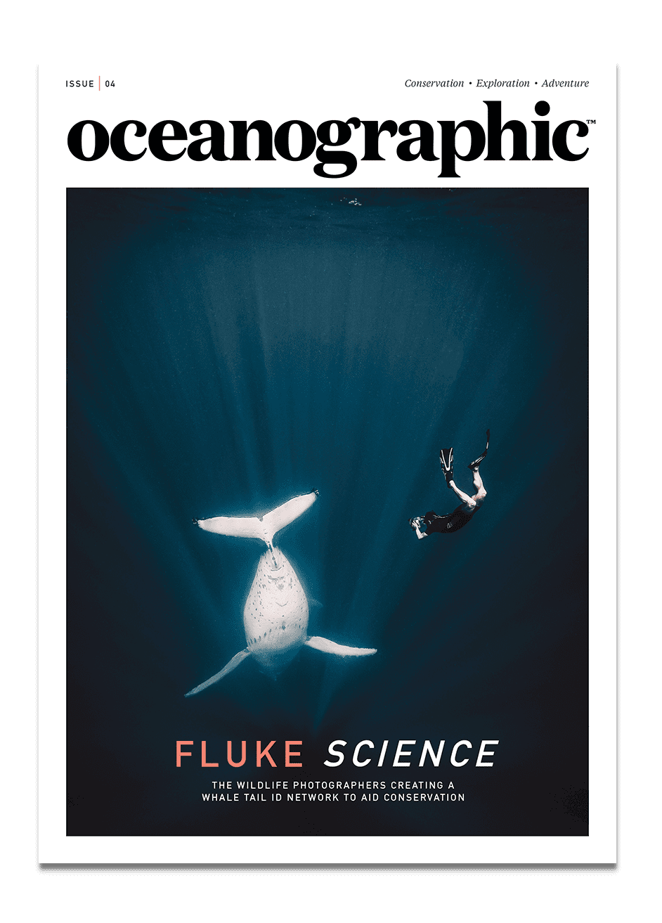Cover of Oceanographic magazine featuring an underwater photo of a whale and a diver with text about whale tail identification for conservation.