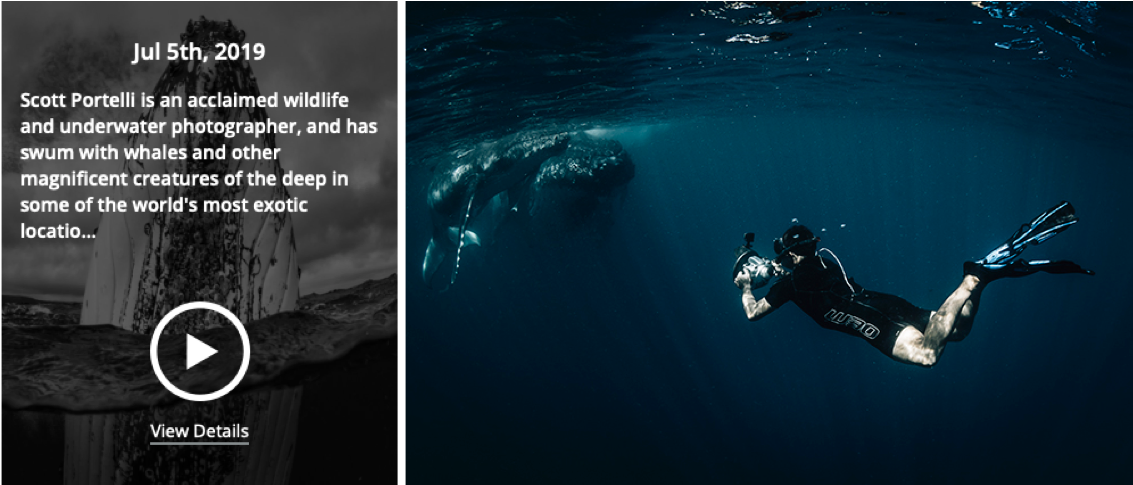 A diver swimming underwater with a whale in the background and a description of Scott Portelli's wildlife photography, dated July 5th, 2019.