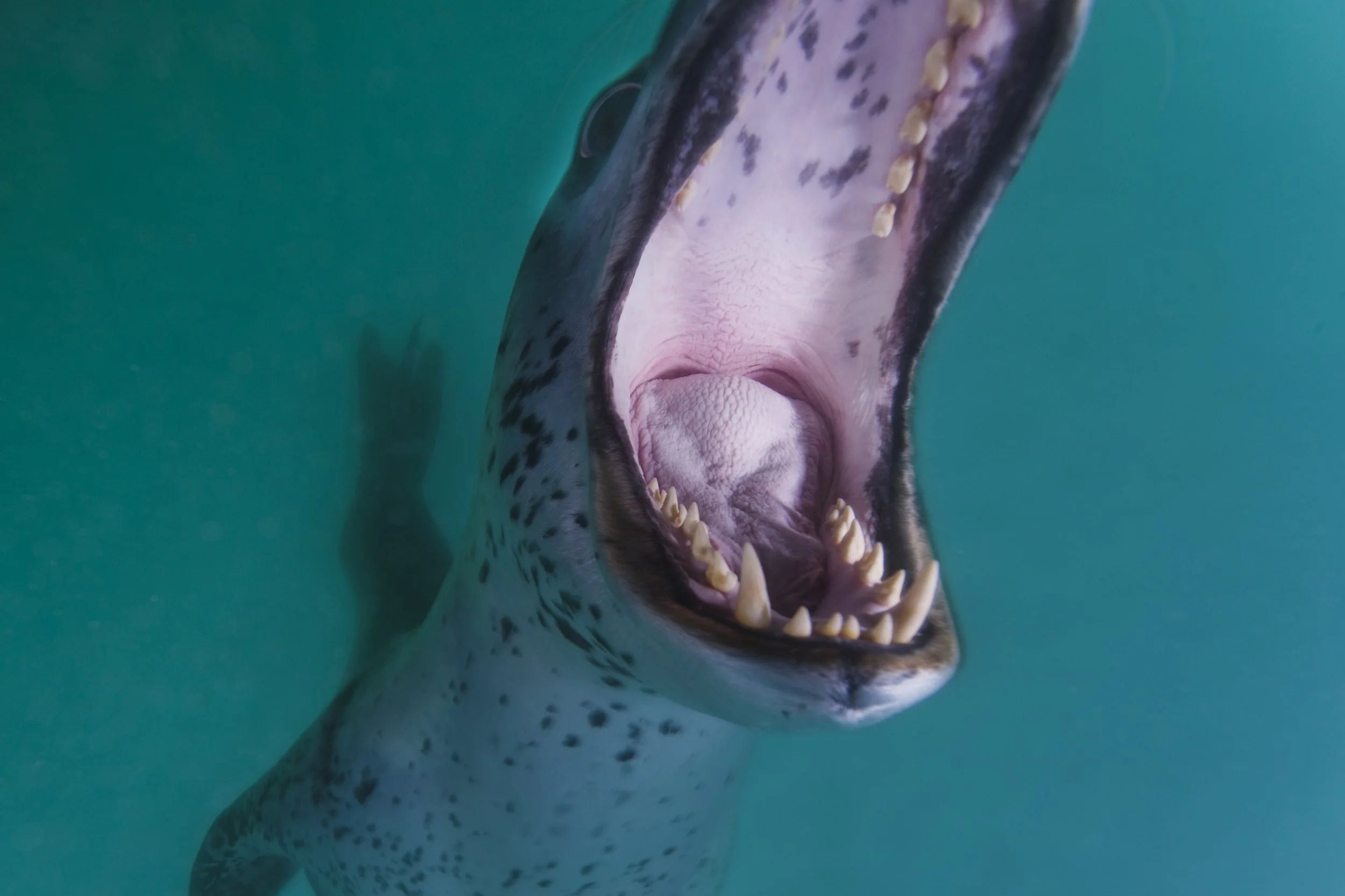 Close-up of a spotted shark with its mouth open showing sharp teeth, swimming in turquoise water.