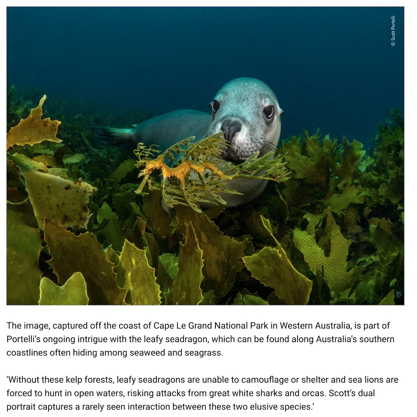 A seal underwater among green seaweed and leafy seadragon.