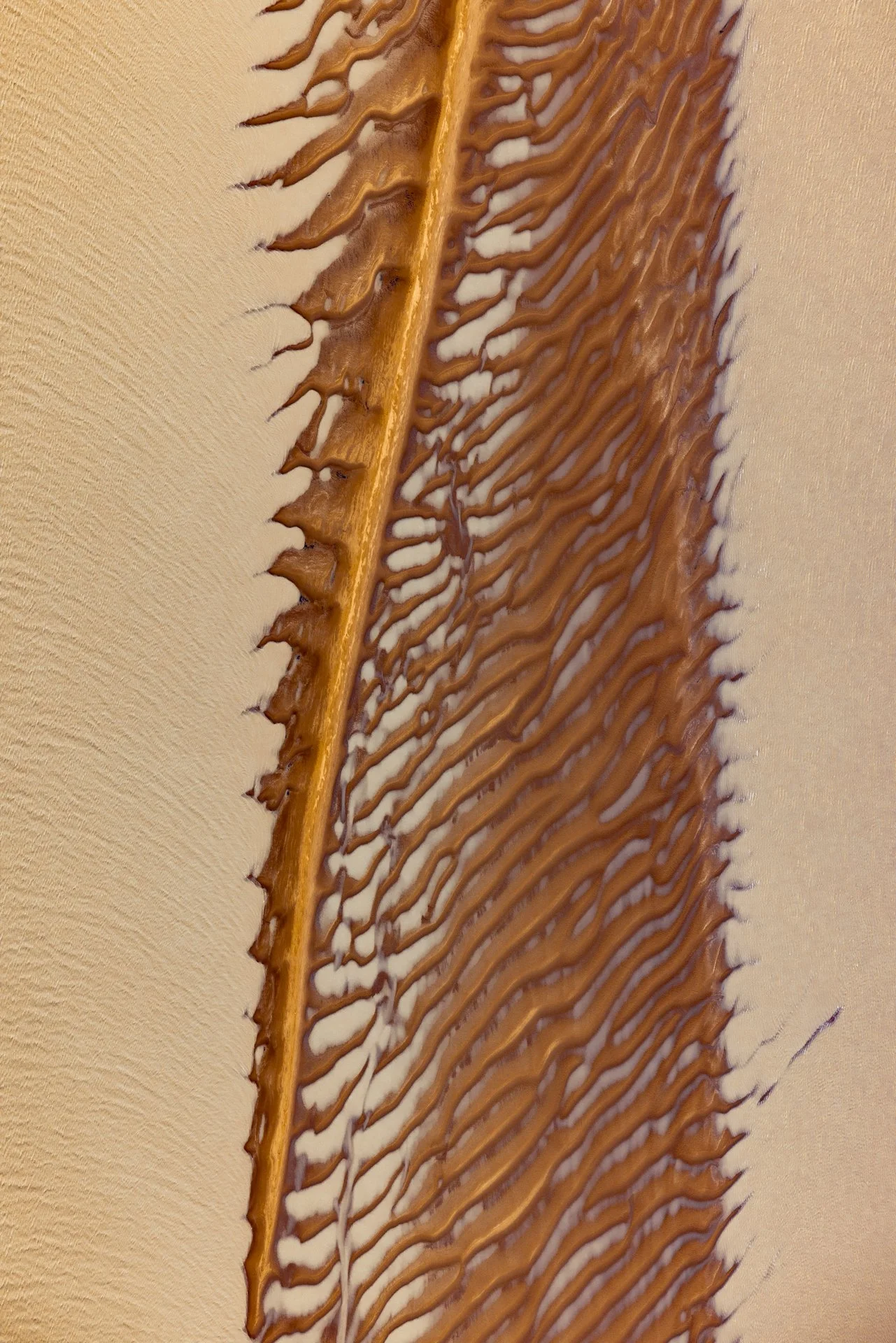 Close-up of a desert plant's leaf with intricate brown and tan patterns, possibly a desert cactus, against a beige background.