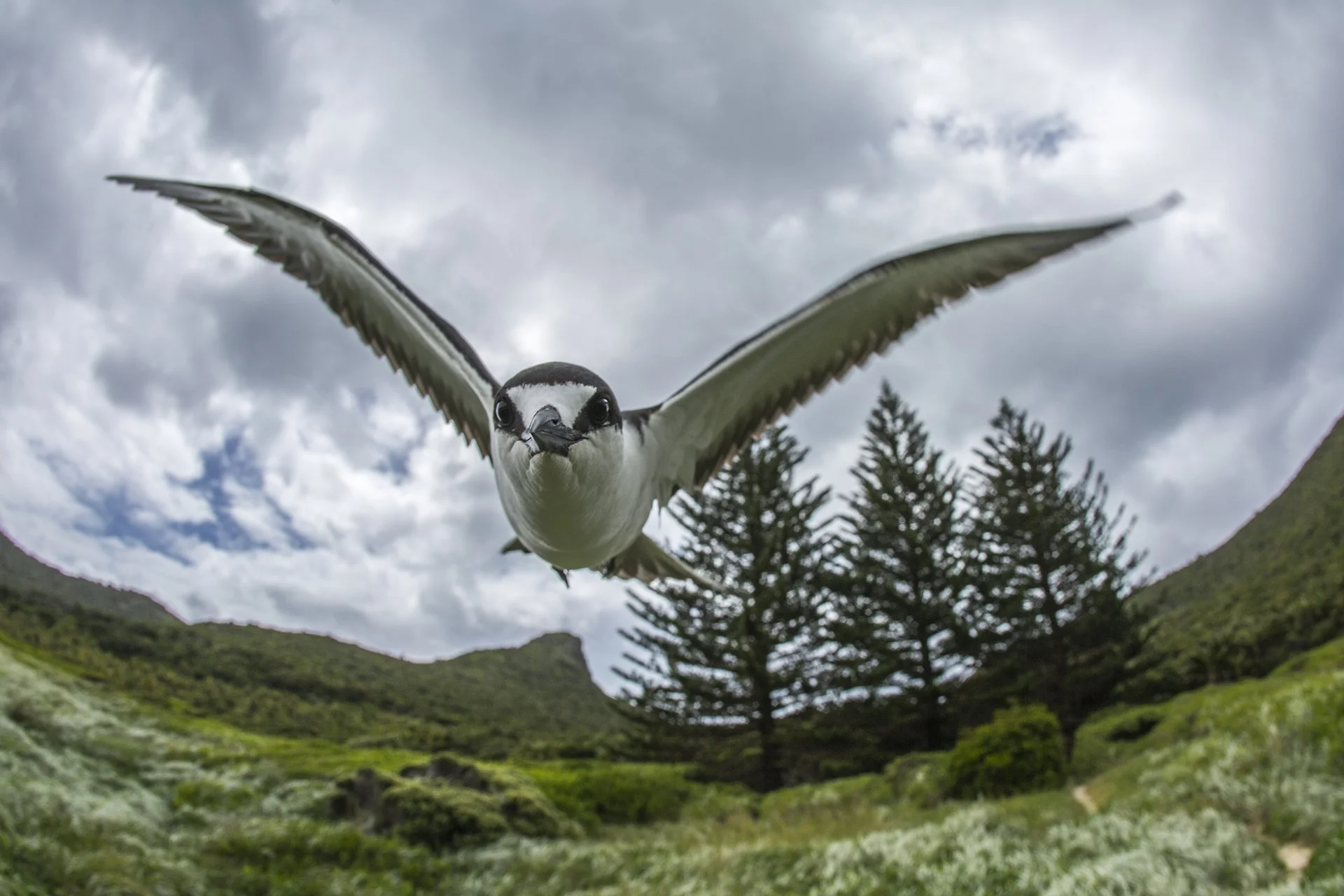 White tern in flight over the forests of Lord Howe Island.