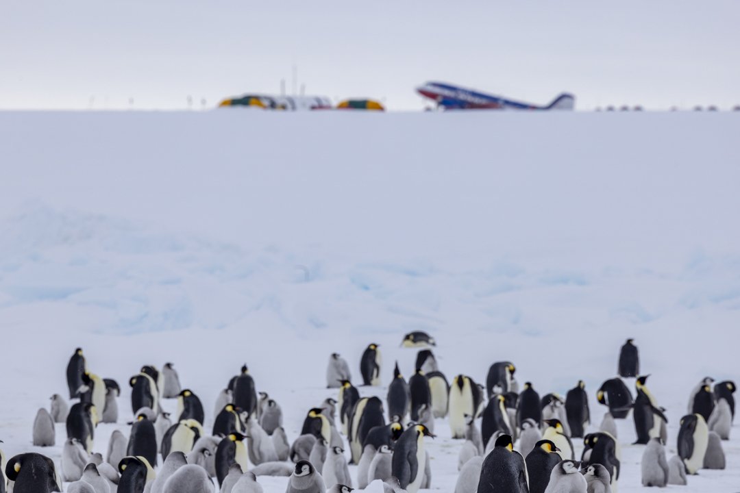 Colony of emperor penguins standing on Antarctic sea ice.