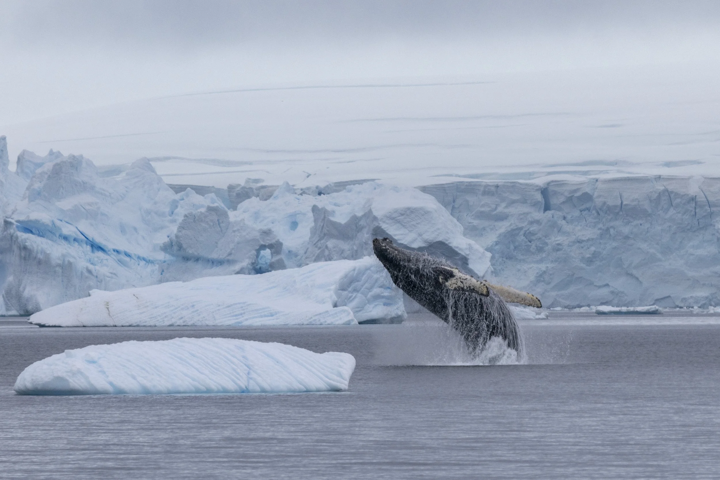 A whale's tail emerging from icy Arctic waters with snow and icebergs in the background.