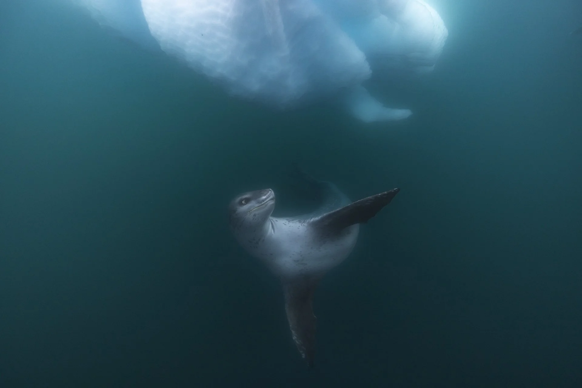 Leopard seal swimming beneath Antarctic sea ice on the Antarctic Peninsula.