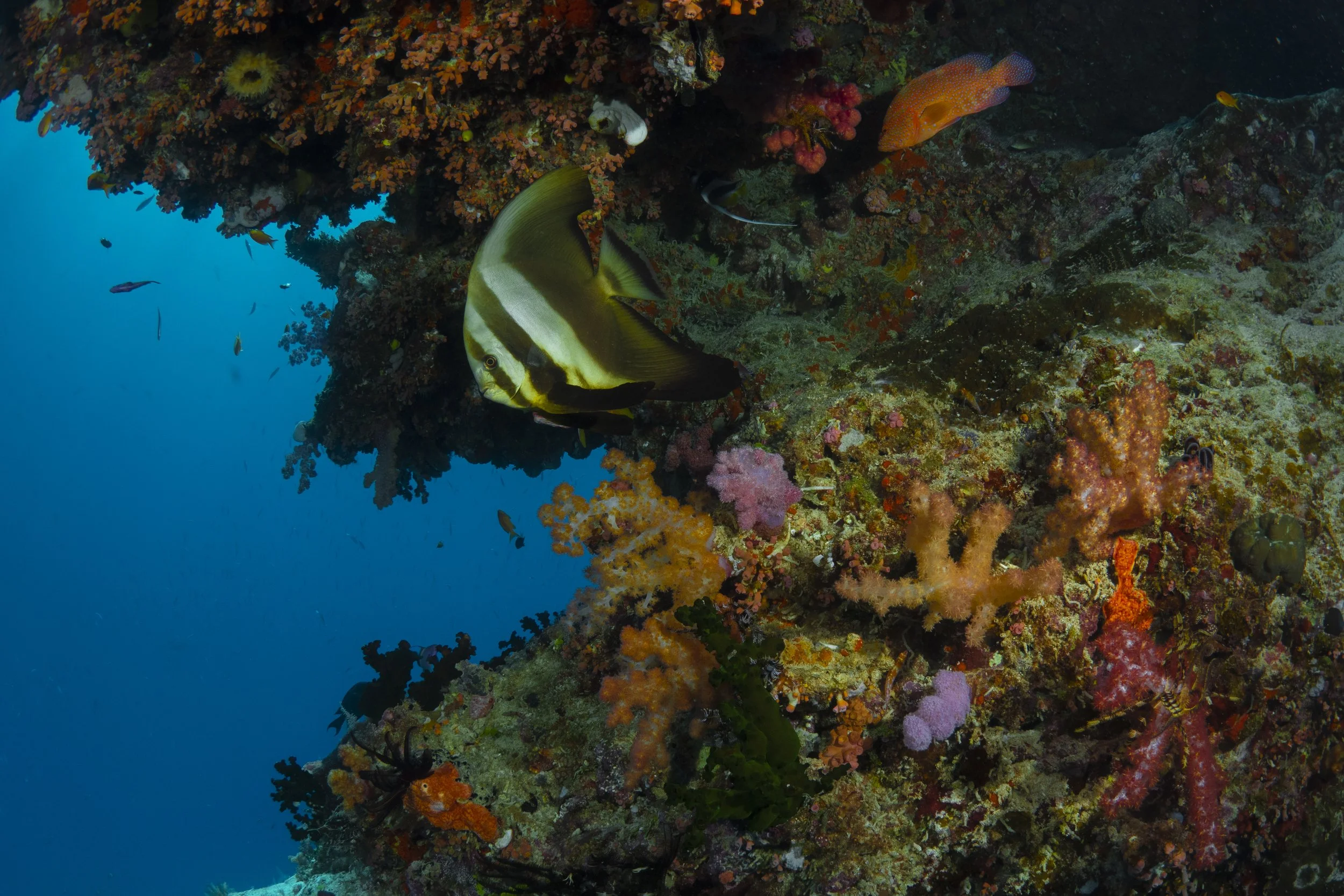 beautiful coral and fish in the Great Barrier Reef