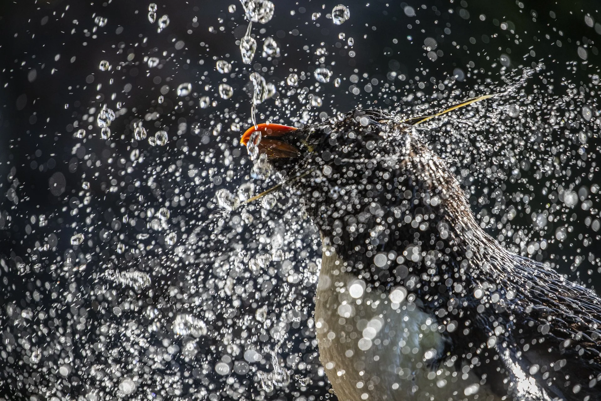 Southern rockhopper penguin shaking water from its feathers 