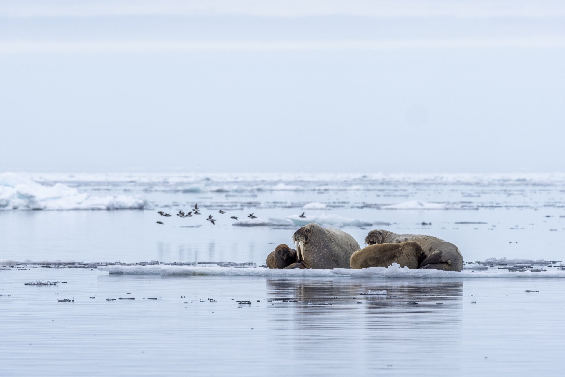 A group of elephants resting on a snowy, icy landscape near a body of water with birds flying overhead, in a cold, foggy environment.