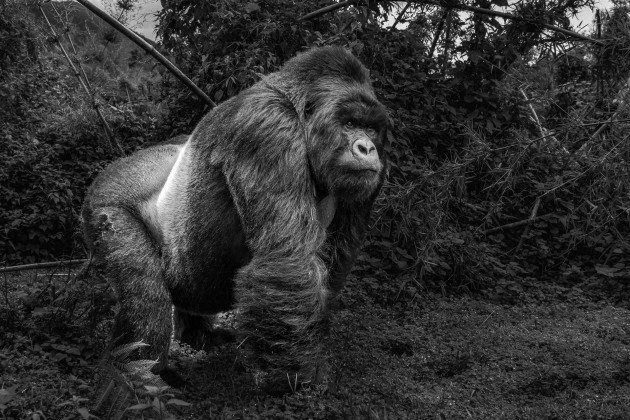 Black and white photo of a gorilla walking outdoors near trees.