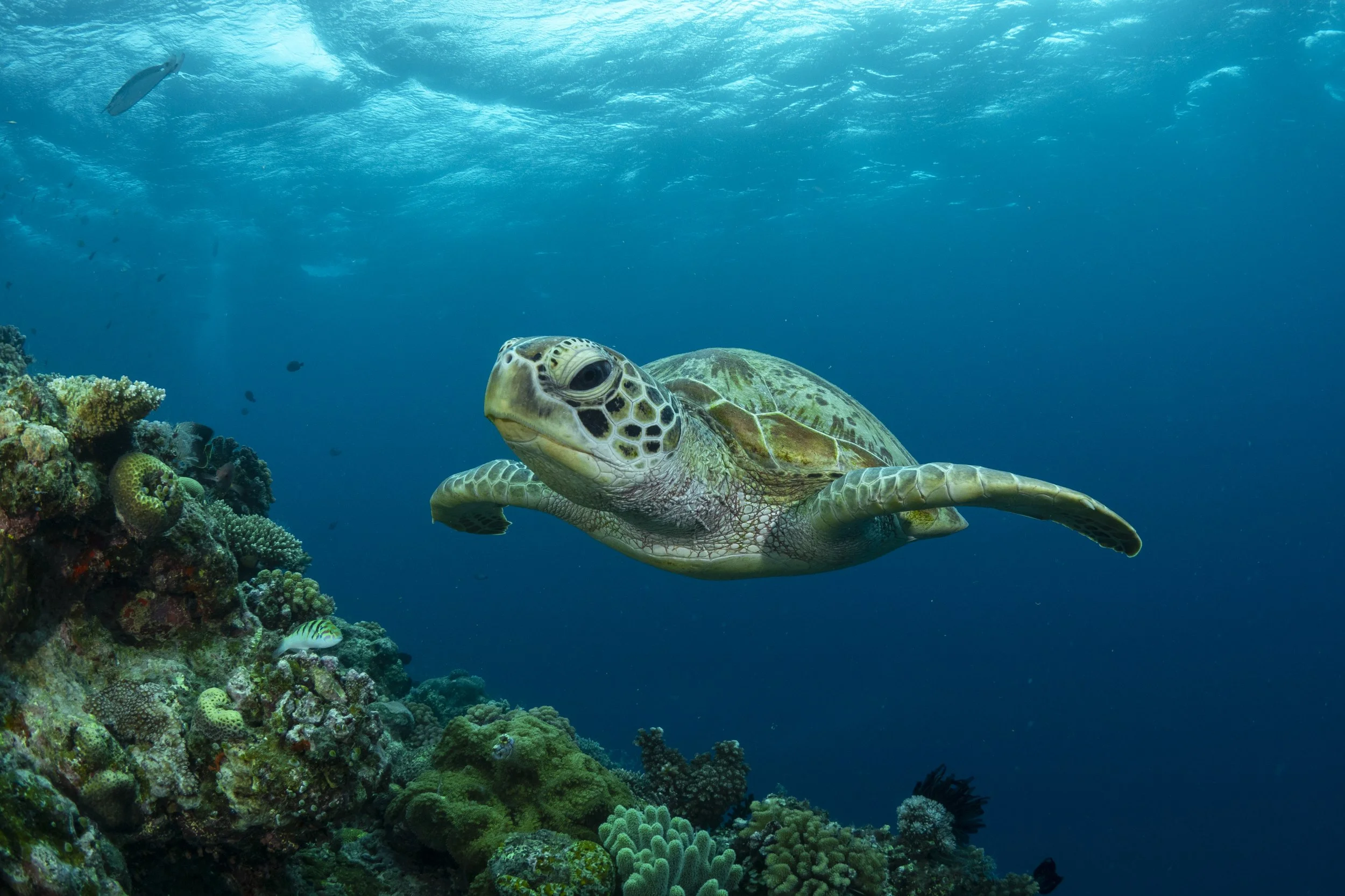 turtle swimming in the Great Barrier reef
