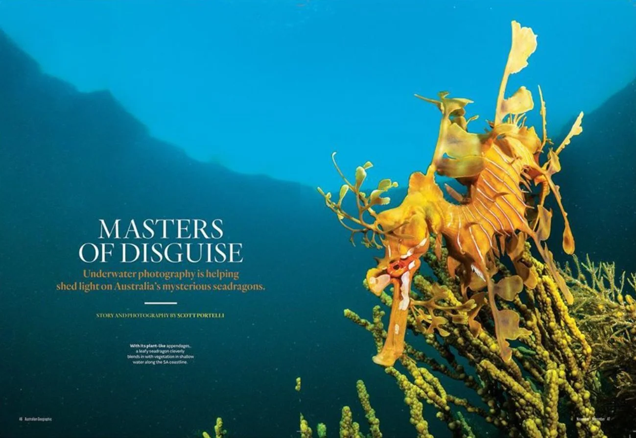 Underwater scene with a seadragon among yellow and green sea plants, part of an article titled 'Masters of Disguise' about Australia's seadragons.