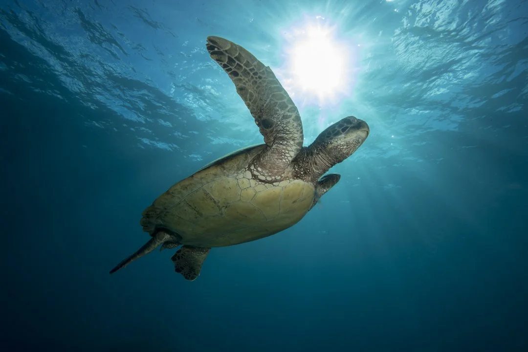 Green sea turtle swimming beneath the ocean surface in clear tropical waters.