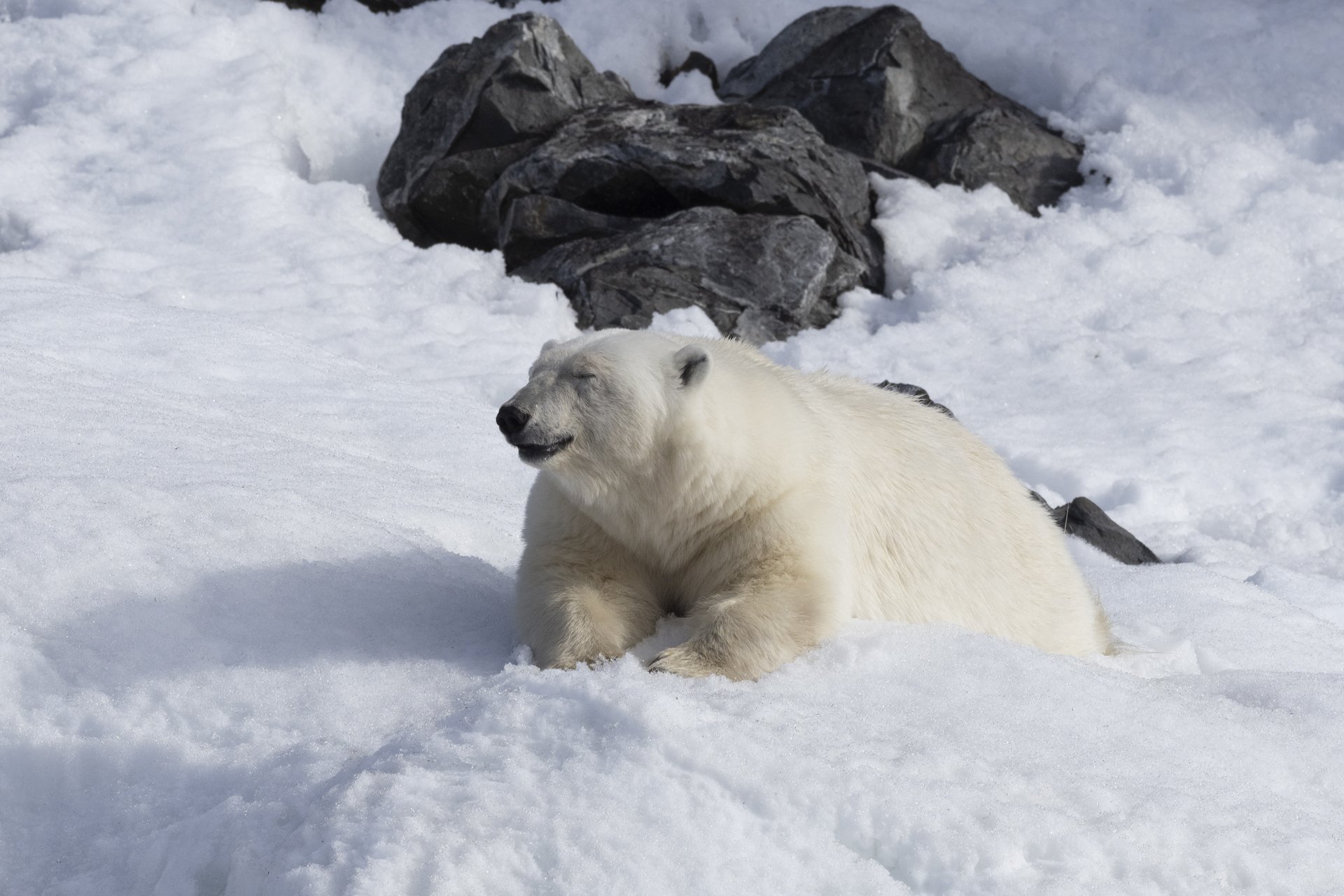 A polar bear lying on snow with a rocky outcrop in the background.