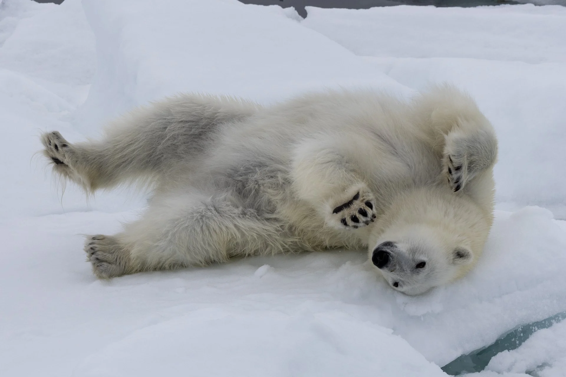 Two white polar bears are playing on the snow, one lying on its side and the other on top, amidst a snowy landscape.