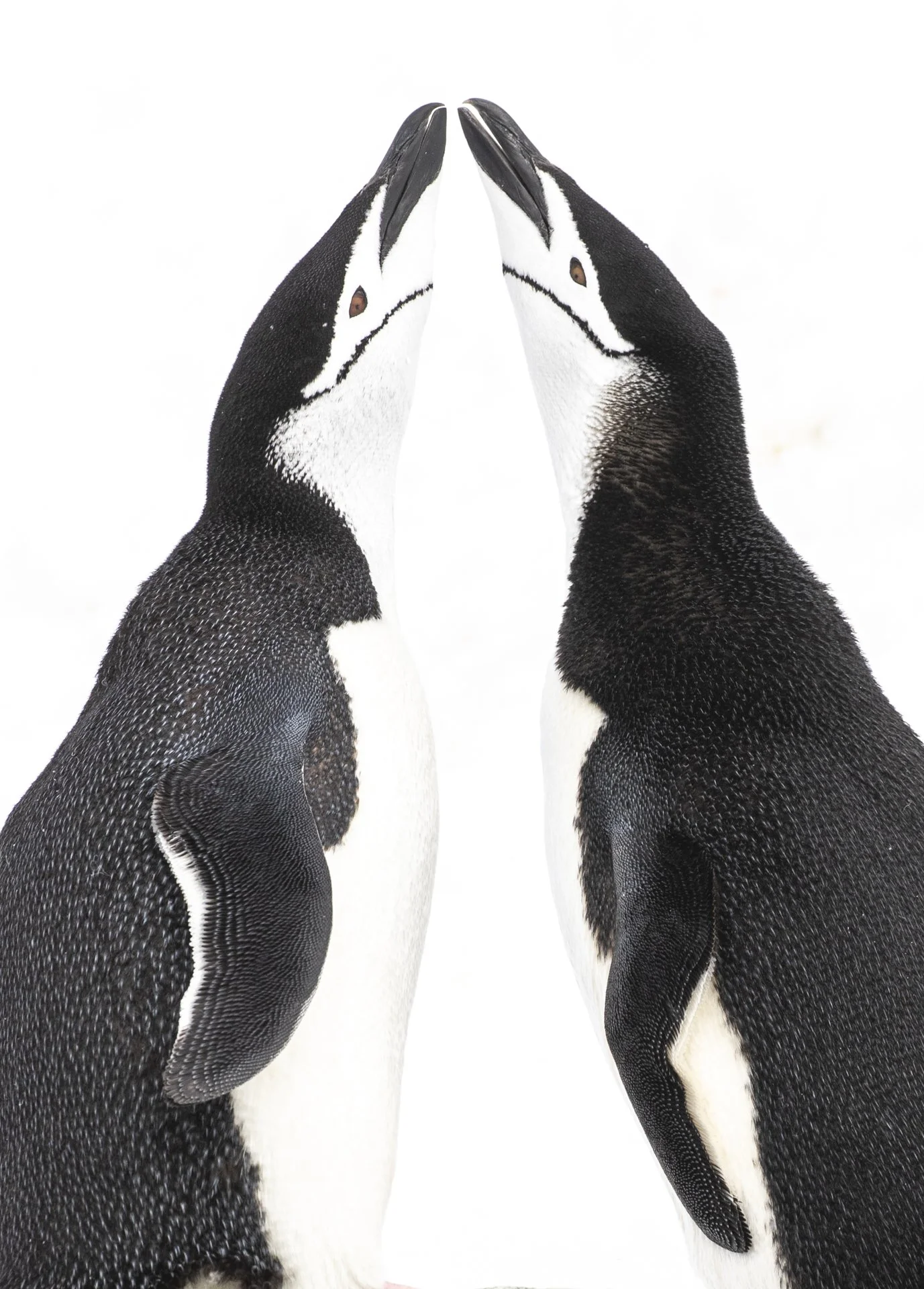Two chinstrap penguins touching beaks in Antarctica.
