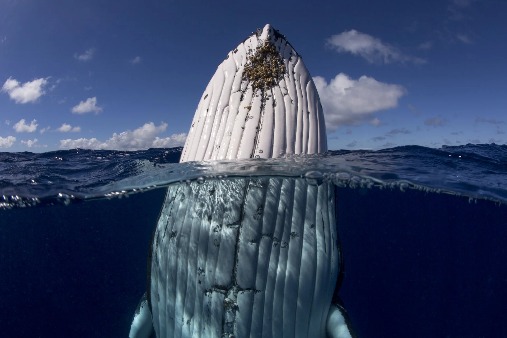 Humpback whale surfacing in the crystal-clear waters of Tonga.