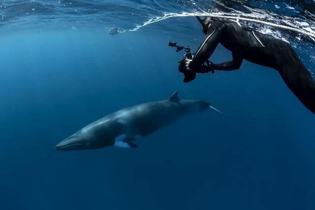 Underwater photographer swimming alongside a dwarf minke whale on the Great Barrier Reef, Australia.