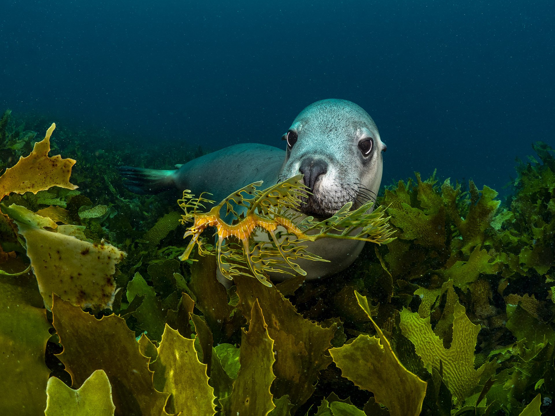 A seal swimming underwater among colorful seaweed and coral.