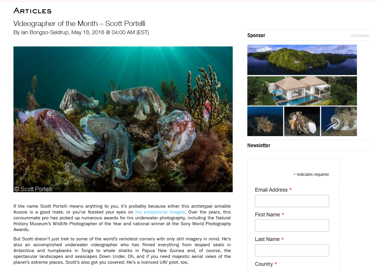 Underwater scene with multiple colorful cuttlefish swimming near coral and seaweed.