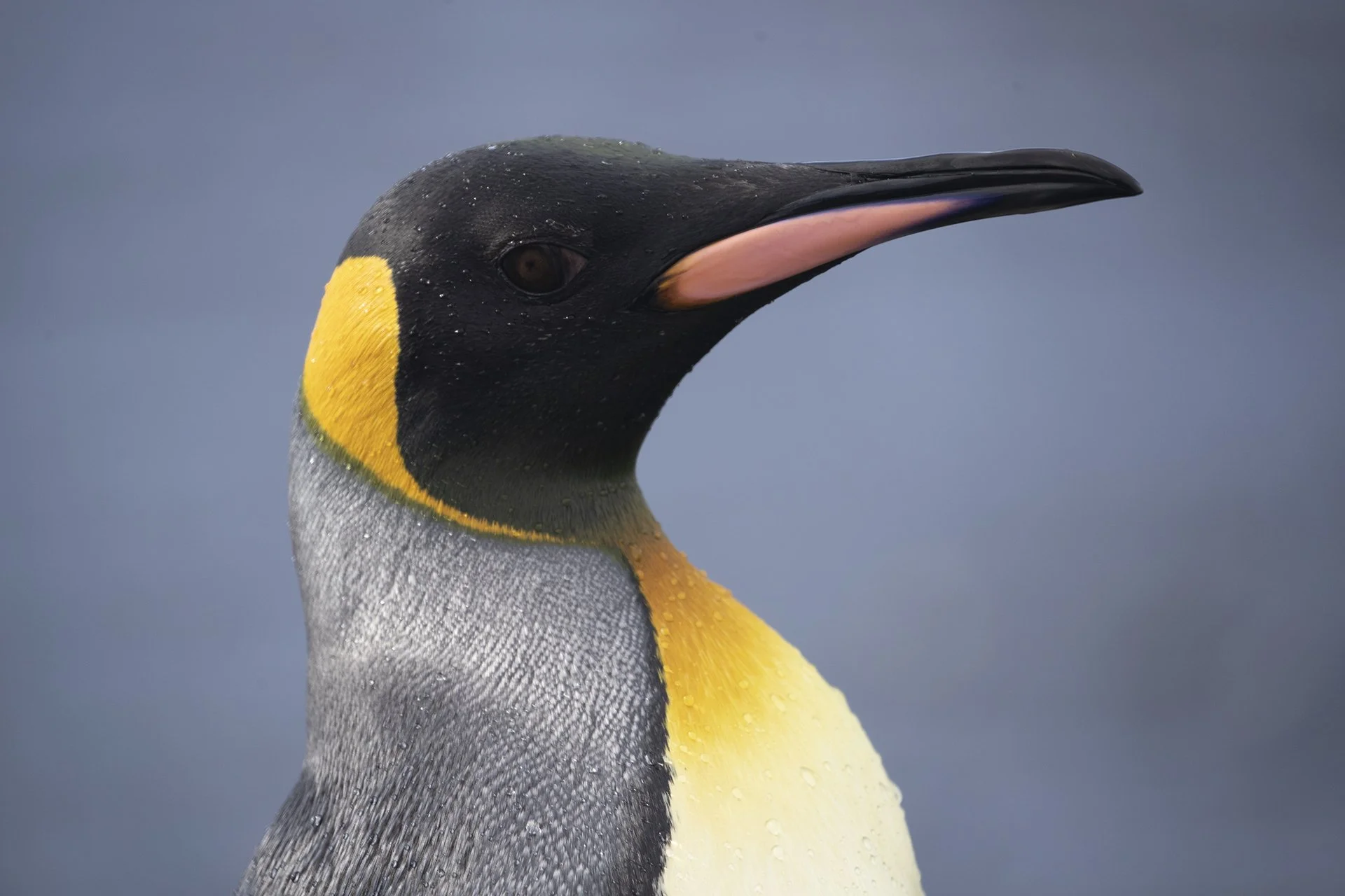 Close-up portrait of a king penguin in South Georgia.