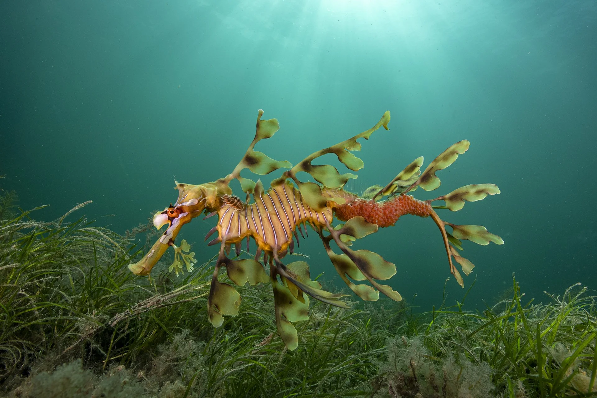 A leafy seadragon swimming near the ocean floor with seaweed and grass.